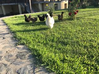 Apartament La Vilă - 3