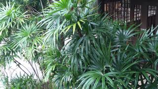 Fueangfu Villa Chaweng - Chaweng - 2
