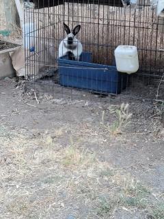 Engvadonia Yosemite B and B - 6