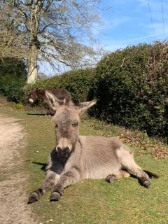 Mill Lane Farm Holiday Cottages - Lyndhurst - 3