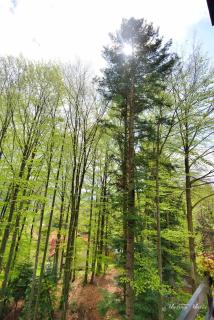 Pension Master - Sinaia - 5