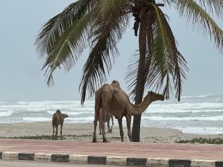 Lovely Beach Apartment - Salalah - 8