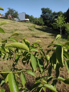 Livada Becica - Cărbunari - 6