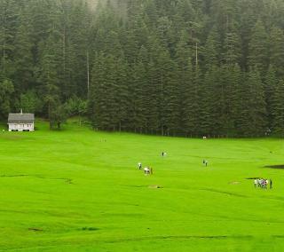 Enchantic Stay at Heart Beat Khajjiar By StayApart - Khajjiar - 6