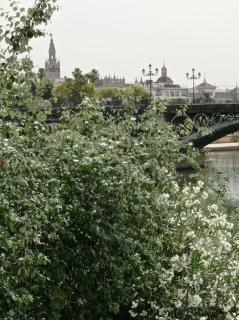 Carmona&House - Sevilla - 3