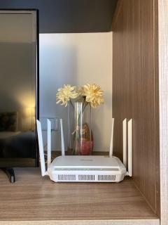 Rose 'Lacasita Huahin - 6