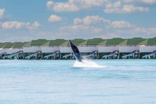 Siyam World Maldives - 24-Hour Premium All-inclusive with Free Transfer - Dhigurah - 1