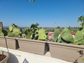 Ulivi di Minerva - Boutique Holiday Home - SUPER SUITE & SPA POLLON - Ostuni - Fasano - Cisternino - Montalbano - 1