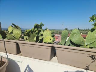 Ulivi di Minerva - Boutique Holiday Home - SUPER SUITE & SPA POLLON - Ostuni - Fasano - Cisternino - Montalbano - 2
