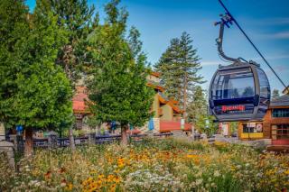 Sunlit Forest Haven - South Lake Tahoe - 5