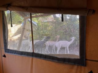 Lion King Safari Tent - 4