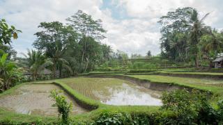 The Sebali Resort - Ubud - 5