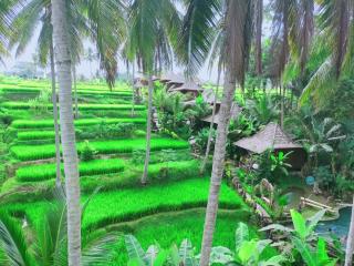 Junjungan Suite - Ubud - 3