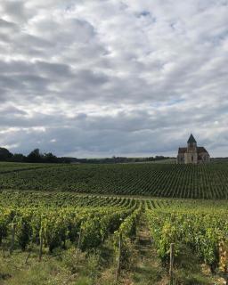 Maison de Pauline, Chablis Vineyard - 7