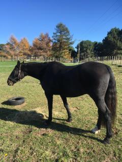 Lupin Lodge Bed & Breakfast - 7