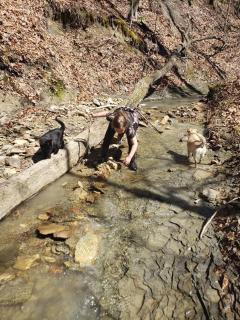 Red River Gorge Creekside, New*Spacious *2 baths! - 1