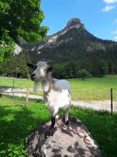 Bognerlehen Rupert Kurz - Bischofswiesen - 1