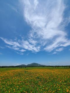 Brassica Flower Pension - Seogwipo - 6