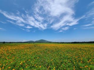 Brassica Flower Pension - Seogwipo - 7