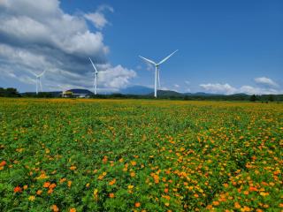 Brassica Flower Pension - Seogwipo - 9
