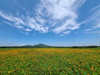 Brassica Flower Pension - Seogwipo - 8