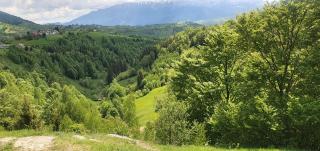 Mosorel - Măgura - 7