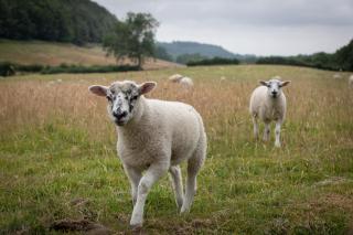 Experience the Peace & Quiet in the North York Moors at Rawcliffe House Farm - 7