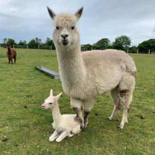 Bell tent 1 Glyncoch isaf farm - Blaencelyn - 2