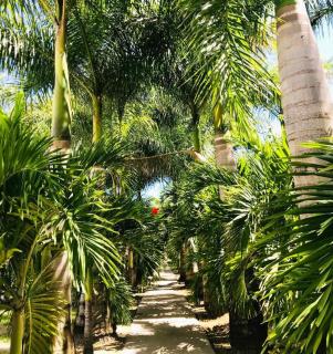 EAST KEYS - East Cottages - Le Vauclin - 7