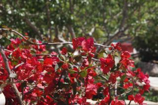 Les Jardins De Santa Giulia - Charmante chambre d'hôte - Porto-Vecchio - 9