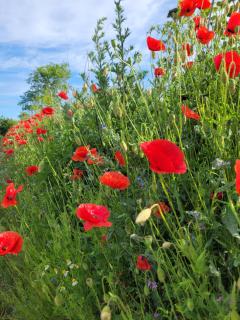 Ella's Ferienwohnung - 9
