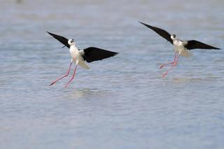 Isola della Cona - Riserva naturale Foce dell'Isonzo - 7