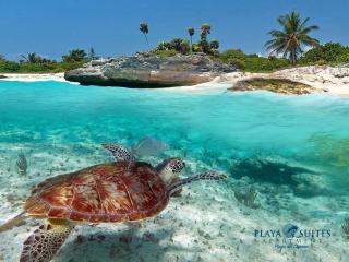 PLAYA SUITES apartment - Playa del Carmen - 6
