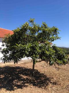 QUINTA DA CORTE - Santiago do Cacém - 1