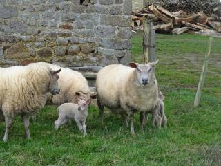 Maison Normande Authentique, Accessible PMR, Animaux Bienvenus, Activités Nature et Calme Assuré - FR-1-497-74 - Saint-Fraimbault - 8
