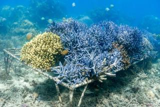Alam Karang - Gili Gede - 7