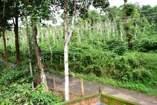 Pauls Retreat Wayanad - Wayanad - 3