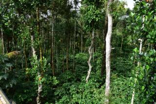Pauls Retreat Wayanad - Wayanad - 2