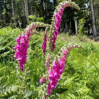 Eco Yourte Les Airelles - 2