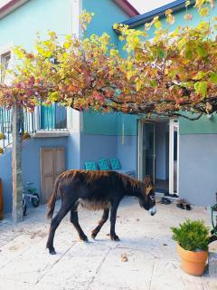 Quinta da Quinhas - Vila Praia de Âncora - 1