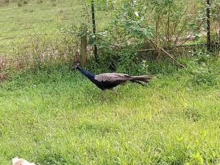 Jungle Homestay near Bandipur Mudumalai Masinagudi - 1