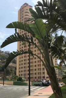 Апартаменти з чудовим видом,600 м пляж Леванте Венідорм - Benidorm - 5