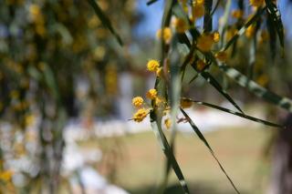 IRENE by Antigone - 8