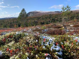 Hytte på Sørbølfjellet - 7