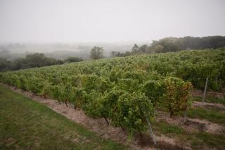 Vignoble Château Piéguë - winery - 3