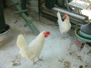 Xerxis Hill/Chalkidiki Τρυπητή Χαλκιδικής - 3