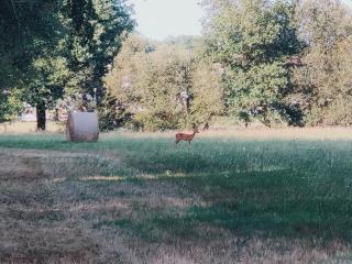 La hulotte de Labarthe - 4