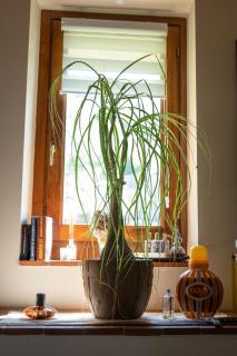 Cathedral-wellness-stay sauna & massage - Pescia - 1