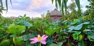 Việt Mekong Farmstay - Tràm Chim - 9