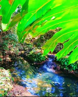 Sítio Santo Reis - Paraíso das Águas - - 5